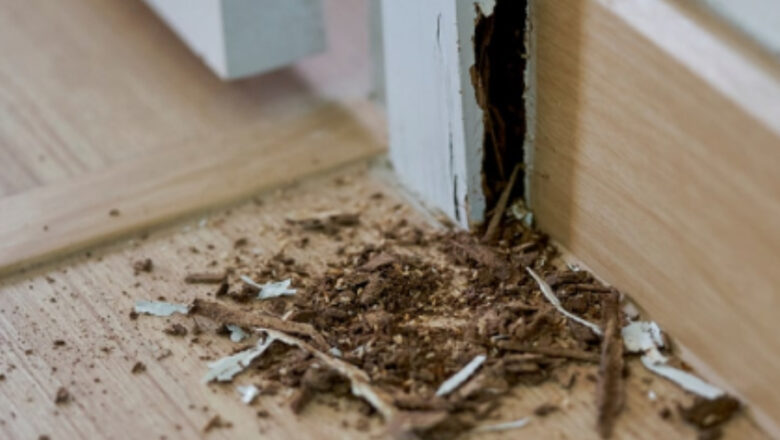 Different Ways For Termite Prevention