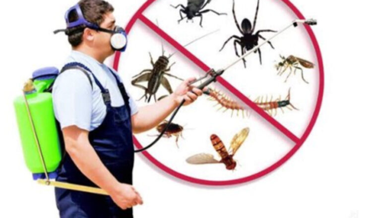 Get Rid Of Pests With Pest Control Maitland