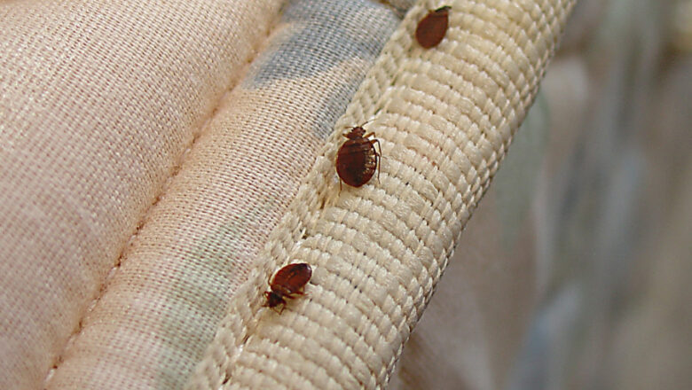 Guidlines to Treat Bed Bugs in Houston, TX