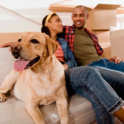 Tips for Moving with Pets: Making the Transition Less Stressful