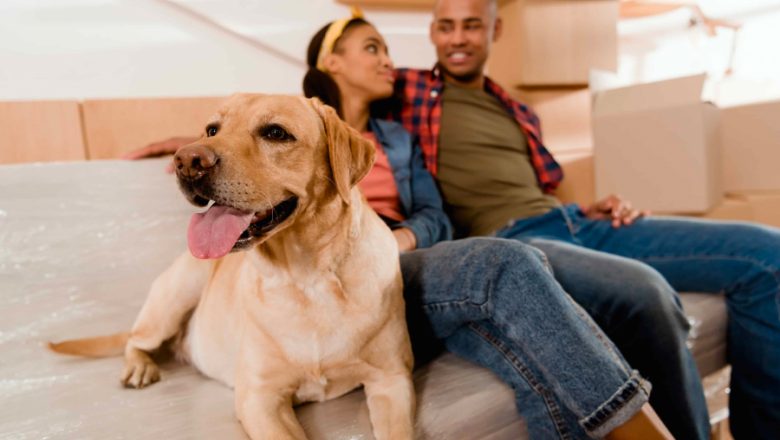Tips for Moving with Pets: Making the Transition Less Stressful