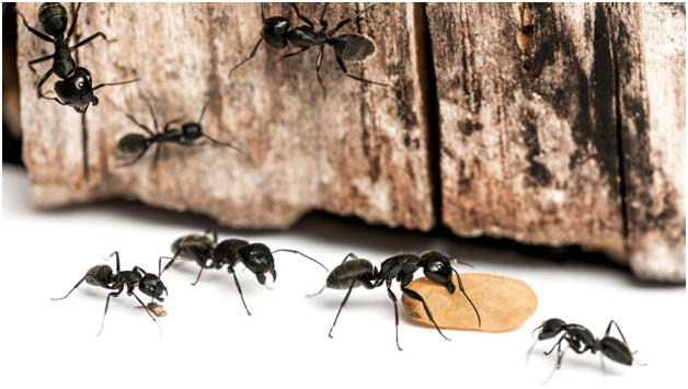 The Long-Term Approach: Maintaining Ant-Free Homes