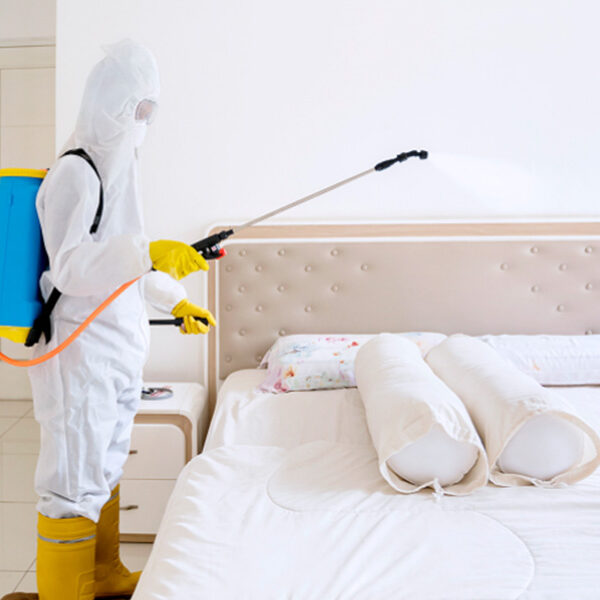 Why DIY Hacks Fail to Get Rid of Bed Bugs in HDB Flats