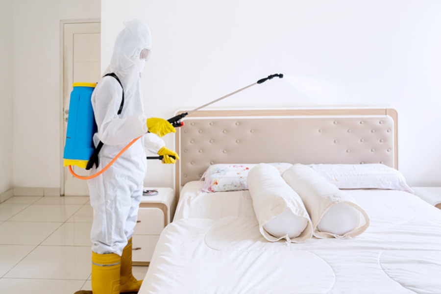 Why DIY Hacks Fail to Get Rid of Bed Bugs in HDB Flats